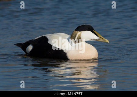 Drake Eider commun (Somateria mollissima) sur la mer dans l'Iles Farne Northumberland. Banque D'Images