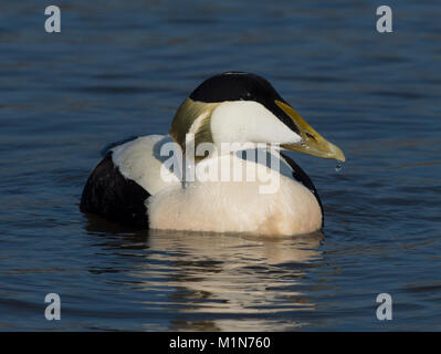 Drake Eider commun (Somateria mollissima) sur la mer dans l'Iles Farne Northumberland. Banque D'Images