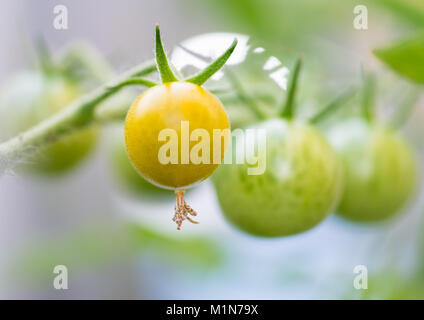 Un plan macro sur un certain mûrissement des tomates. Banque D'Images