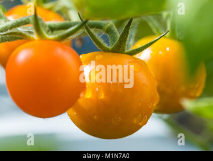 Un plan macro sur trois tomates mûrir. Banque D'Images