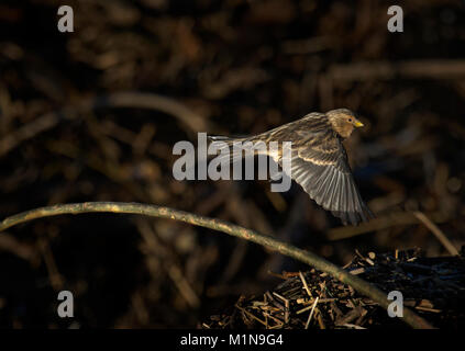 , Carduelis flavirostris Twite, en vol au dessus des détritus, de la baie de Morecambe, Lancashire, UK Banque D'Images