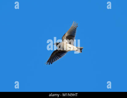 , Carduelis flavirostris Twite, en vol sur un ciel bleu, la baie de Morecambe, Lancashire, UK Banque D'Images