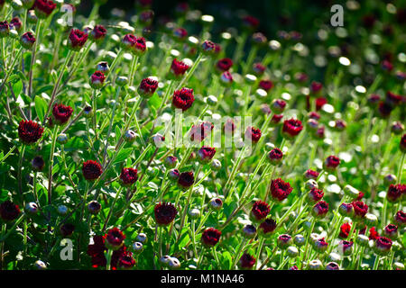 Chrysanthème rouge fleurs dans les parterres du parc. Banque D'Images