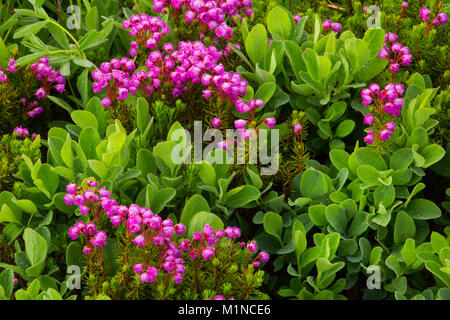 Un bouquet de rose naturelle Mountain Heather (Phyllodoce empetriformis) et Cascade myrtille (Vaccinium deliciosum) dans les prairies de montagne du Mont Banque D'Images