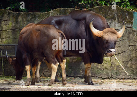 Famille de gaur - le plus grand dans le monde des taureaux Banque D'Images