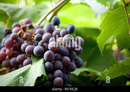 Raisin vert avec des feuilles isolées sur fond blanc. With clipping path. Banque D'Images