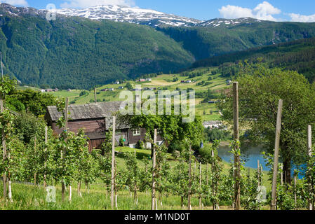 Des arbres fruitiers dans un verger sur les collines autour du fjord Hardanger avec des montagnes de neige derrière elle montrant la campagne de Norvège à l'été. Banque D'Images