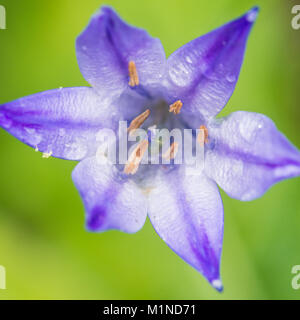 Un plan macro sur le bleu de l'grassnut la floraison. Banque D'Images