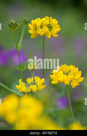 Coronilla coronata, Berg-Kronwicke,Vesce Scorpion Banque D'Images