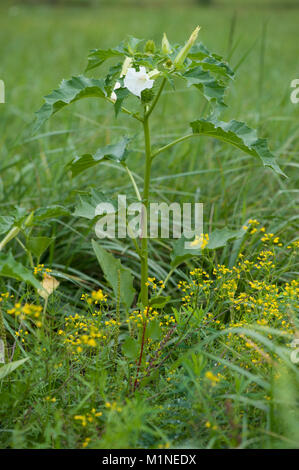 Le Datura stramonium, «Stechapfel,stramoine,Angel's Trumpet,Devil's weed,Thorn Apple Banque D'Images
