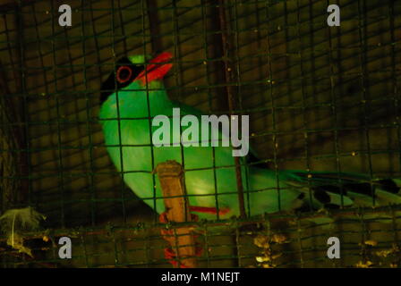 L'Indonésie. Jan 31, 2018. Un javan green magpie trouvés dans Sumatera. La couleur dominante est le bleu, vert pastel, vert, rouge de bec à queue courte, a un masque noir qui couvre autour des yeux à l'arrière du cou, les yeux bruns de l'iris et des ailes est brun, et de plumes couleur plus terne que le mâle. Credit : Sabirin Manurung/Pacific Press/Alamy Live News Banque D'Images