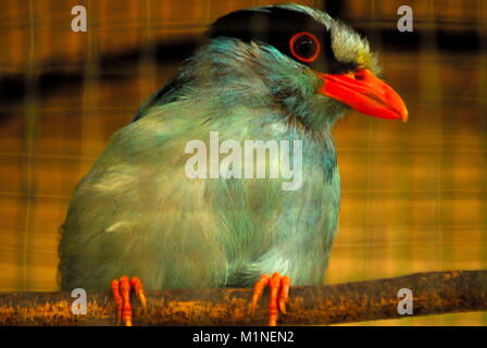 L'Indonésie. Jan 31, 2018. Un javan green magpie trouvés dans Sumatera. La couleur dominante est le bleu, vert pastel, vert, rouge de bec à queue courte, a un masque noir qui couvre autour des yeux à l'arrière du cou, les yeux bruns de l'iris et des ailes est brun, et de plumes couleur plus terne que le mâle. Credit : Sabirin Manurung/Pacific Press/Alamy Live News Banque D'Images