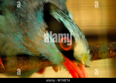 L'Indonésie. Jan 31, 2018. Un javan green magpie trouvés dans Sumatera. La couleur dominante est le bleu, vert pastel, vert, rouge de bec à queue courte, a un masque noir qui couvre autour des yeux à l'arrière du cou, les yeux bruns de l'iris et des ailes est brun, et de plumes couleur plus terne que le mâle. Credit : Sabirin Manurung/Pacific Press/Alamy Live News Banque D'Images