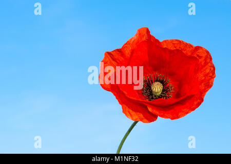 Belle fleur rouge du coquelicot sur fond bleu. Papaver rhoeas. La silhouette de l'isolement des espèces sauvages en fleur rose bleu contre ciel d'été. Banque D'Images