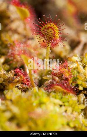 Drosera rotundifolia, Rundblaettriger,Sonnentau Round-Leaved Sundew Banque D'Images