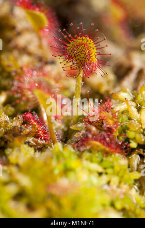 Drosera rotundifolia, Rundblaettriger,Sonnentau Round-Leaved Sundew Banque D'Images