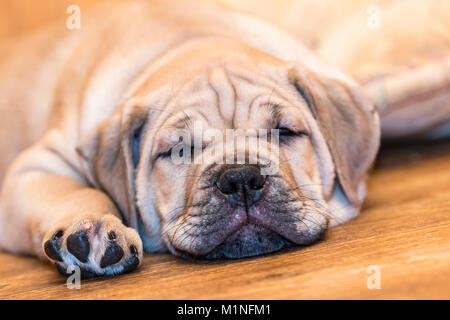 Brown 9 semaines Ca de Bou) Dogue majorquin (petit chien dormir sur un sol en parquet Banque D'Images