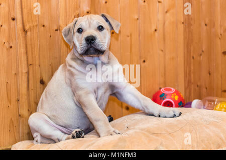 Brown 9 semaines Ca de Bou) Dogue majorquin (Chiot Chien assis sur un coussin Banque D'Images