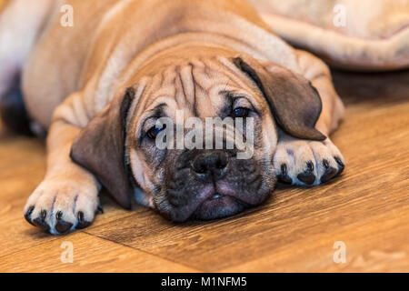 Brown 9 semaines Ca de Bou) Dogue majorquin (petit chien couché sur un sol en parquet Banque D'Images