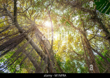 Jusqu'à la jungle insde - les arbres dans les forêts tropicales Banque D'Images