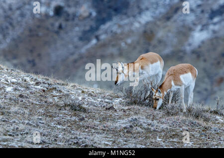 L'antilope d'Amérique (Antilocapra americana) à l'extérieur de Gardiner, Montana sur la frontière du Parc National de Yellowstone dans la neige Banque D'Images