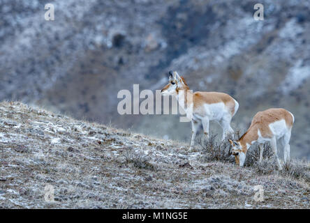 L'antilope d'Amérique (Antilocapra americana) à l'extérieur de Gardiner, Montana sur la frontière du Parc National de Yellowstone dans la neige Banque D'Images