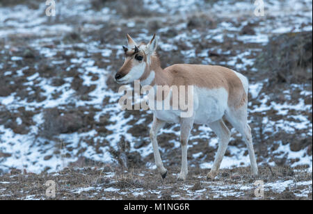 L'antilope d'Amérique (Antilocapra americana) à l'extérieur de Gardiner, Montana sur la frontière du Parc National de Yellowstone dans la neige Banque D'Images