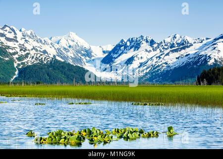 L'herbe de marais luxuriante contraste avec la glace et la neige de Skookum Glacier et les montagnes Chugach dans dans la forêt nationale de Chugach Turnagain Arm en Alaska. Banque D'Images