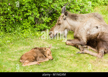 Une vache et veau nouveau-né de l'orignal (Alces alces) trouver le repos et de refuge contre les prédateurs dans une cour à Eagle River dans le sud de l'Alaska. Banque D'Images