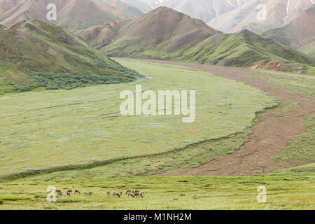 Troupeau de caribous de la vallée près de l'autoroute en quête de passer avec l'Alaska en arrière-plan dans le parc national Denali en Alaska. Banque D'Images