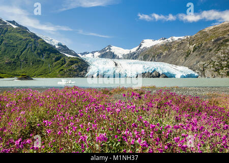 Les lignes de l'épilobe glanduleux rive du lac Portage avec Portage Glacier dans l'arrière-plan dans la Chugach National Forest dans l'Alaska. Banque D'Images