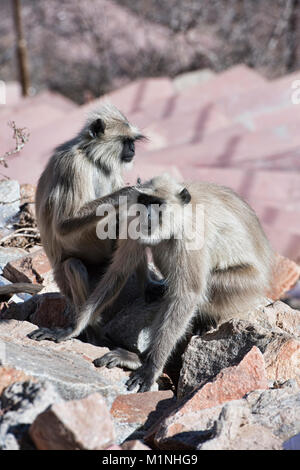 Entelle gris les singes à Savitri Mata Temple, Pushkar, Rajasthan, India Banque D'Images