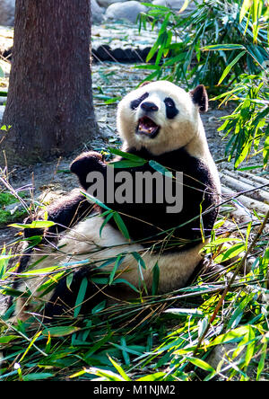 Panda n'est pas amusé par les photographes à la recherche de la base de Chengdu Panda géant en Chine 2 Reproduction Banque D'Images