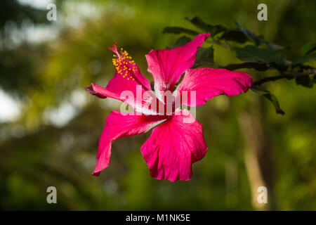 Un rouge lumineux et blanc fleur Hibiscus rosa-sinensis montrant les pétales, la stigmatisation et l'étamine, Kenya, Afrique de l'Est Banque D'Images