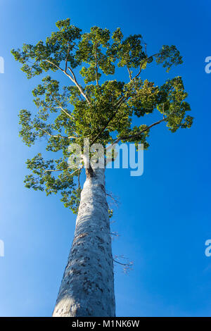 En vertu de l'avis de big tree avec fond de ciel bleu Banque D'Images