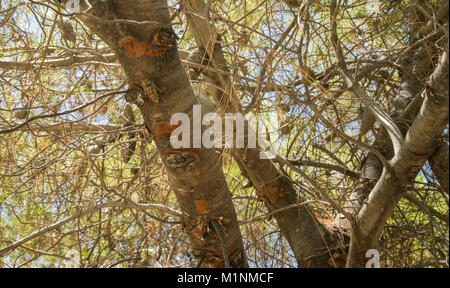 Cigale assis sur le tronc de l'arbre, des insectes dans l'habitat naturel, l'Europe du Sud Banque D'Images
