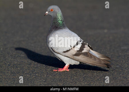 Pigeon ou le Pigeon biset Columba livia, UK, Banque D'Images