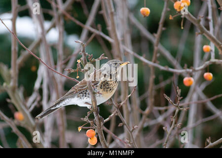 F, Turdus Fieldfare, perché dans tree branch Banque D'Images