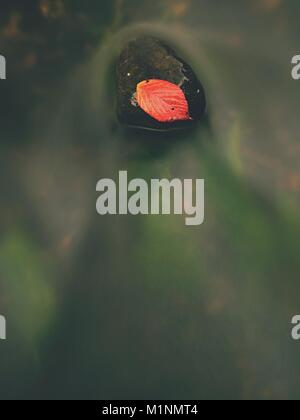 Red leaf de framboises. Feuille orange rouge cassé pris sur pierre noire dans le flux des rapides. Lignes d'argent de bulles dans l'eau froide crée par long exposu Banque D'Images