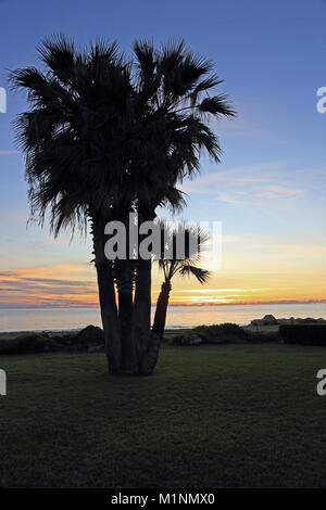 Les palmiers se découpant contre le coucher du soleil, Paphos, Chypre Banque D'Images