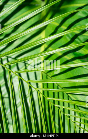 Les feuilles vert clair à motifs casting shadows sur une grande feuille de bananier dans un contexte tropical texturé Banque D'Images