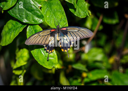 Papilio Iowi asiatique), papillon grand Mormon, vue dorsale jaune ailes ouvert au repos, RHS Wisley exposition papillon, Surrey, UK Banque D'Images