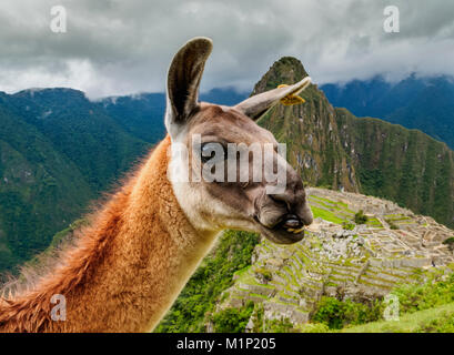Llama dans la région de Machu Picchu, Cusco, Pérou, Amérique du Sud Banque D'Images