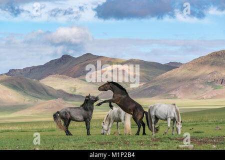 Les chevaux sauvages de jouer et le pâturage et Khangai montagnes en arrière-plan China, Taiwan, la Mongolie, l'Asie centrale, d'Asie Banque D'Images