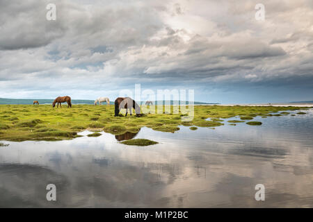 Les chevaux brouter sur les rives du lac Hovsgol China, Taiwan, la Mongolie, l'Asie centrale, d'Asie Banque D'Images
