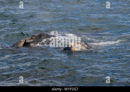 Baleine franche australe (Eubalaena australis) barrage,avec,veau près de la péninsule de Valdés, la province de Chubut, Patagonie,Argentine Banque D'Images