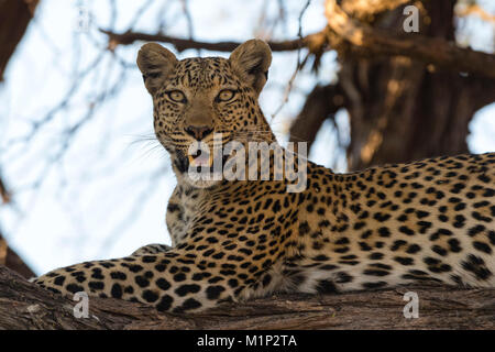 Leoprard (Panthera pardus), Savuti, Chobe National Park, Botswana, Africa Banque D'Images