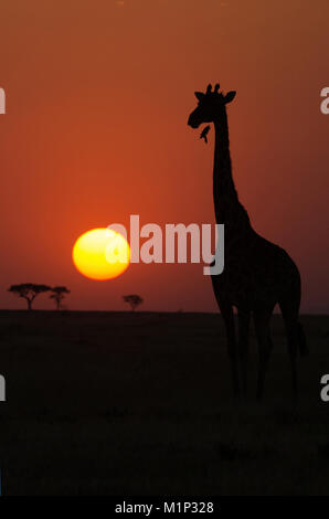 Silhouette de Girafe (Giraffa camelopardalis) au coucher du soleil, le Parc National du Serengeti, Tanzanie, Afrique orientale, Afrique du Sud Banque D'Images