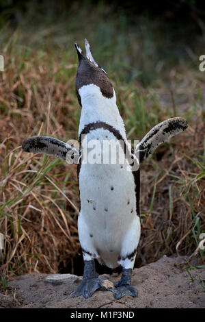 Manchot du Cap (Spheniscus demersus) appelant, Simon's Town, près de Cape Town, Afrique du Sud, l'Afrique Banque D'Images