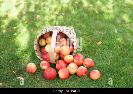 Pommes rouges dans un panier sur une herbe Banque D'Images
